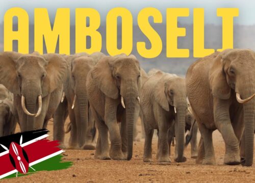 CHRISTMAS IN AMBOSELI & SAMBURU