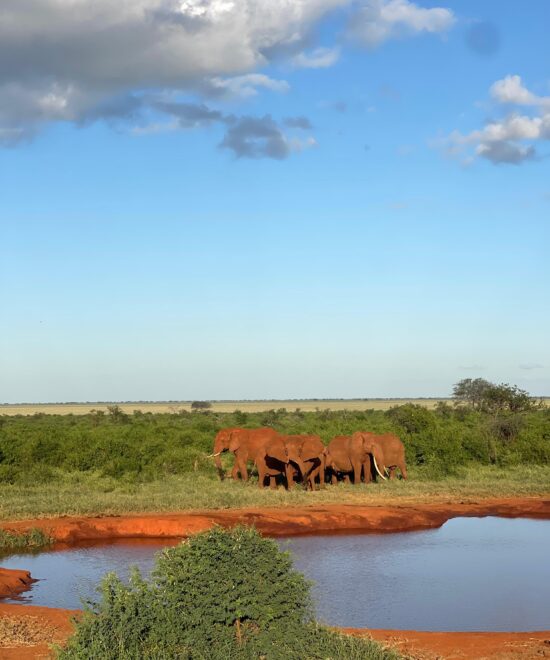 Pwani University staff safari to Tsavo