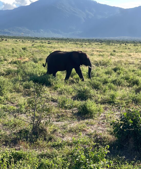 Pwani University staff safari to Tsavo