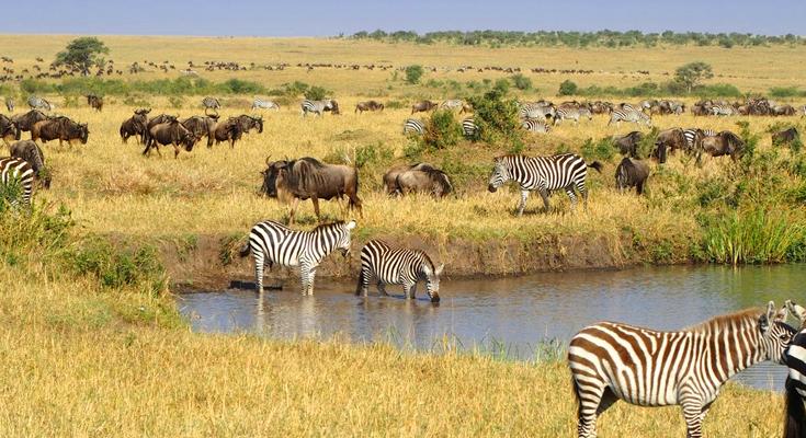 Discovering the Magic of African Wildlife Together