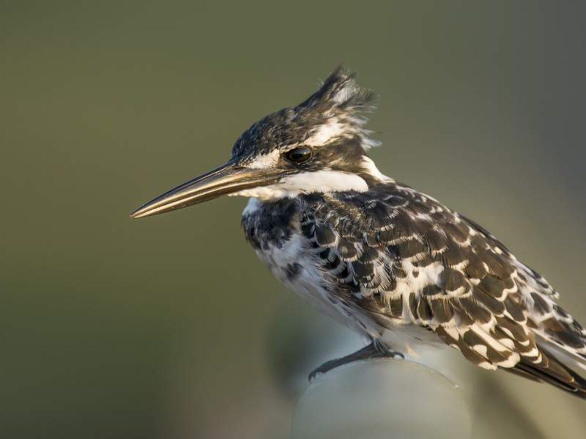 Discovering Rare and Exotic Bird Species