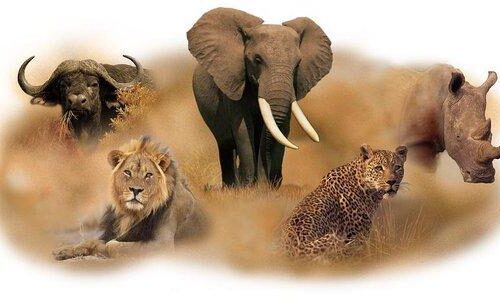 Big Five Safari: Where and How to See Them in the Wild