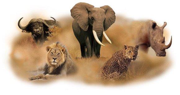 Big Five Safari: Where and How to See Them in the Wild