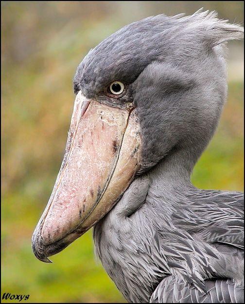 Bird Watching in Africa: Rare Species You Can Spot with Us