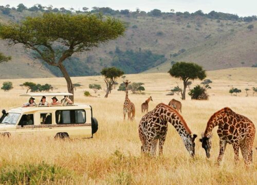 Best Time to Visit East Africa for a Safari Adventure