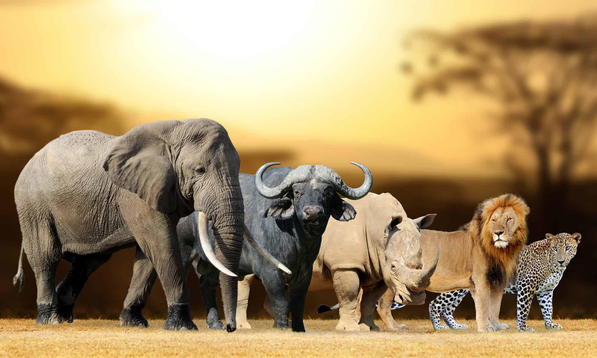 - Top Tips for a Successful Big Five Safari Experience