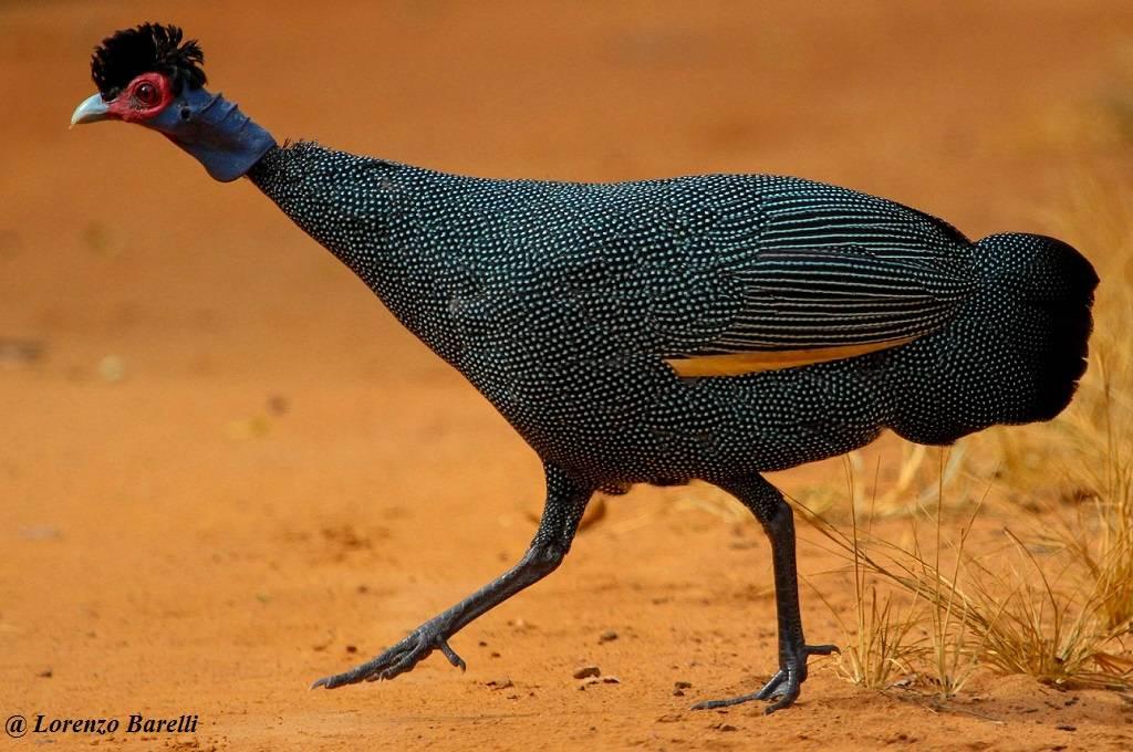 Exploring the Avian Wonders of Africa