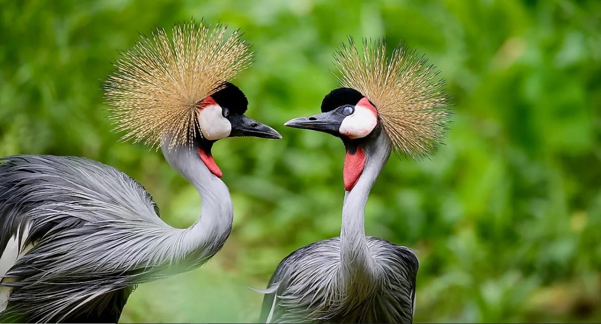 Expert Tips for Bird Enthusiasts