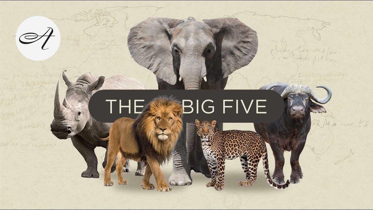 - Best Safari Destinations: Where to Encounter the Big Five in Their Natural Habitat