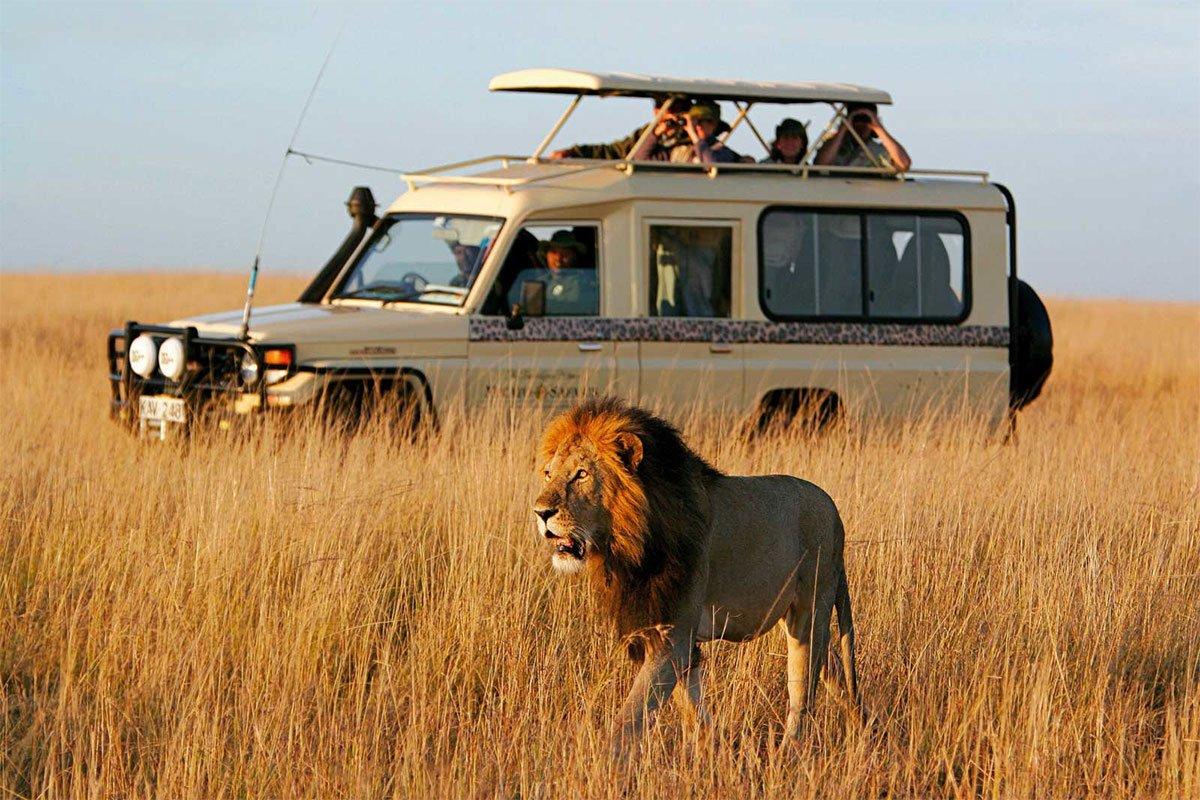 Heading 1: Unleashing the Magic of African Safaris: A First-Timer's Guide