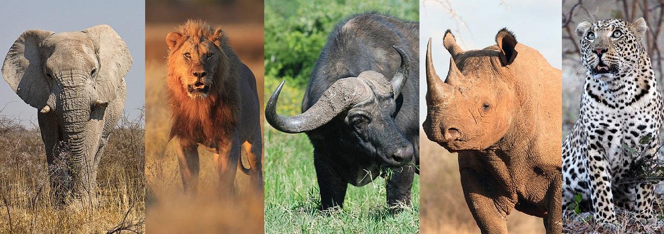 - The Magnificent Big Five: Africa's Most Iconic Wildlife