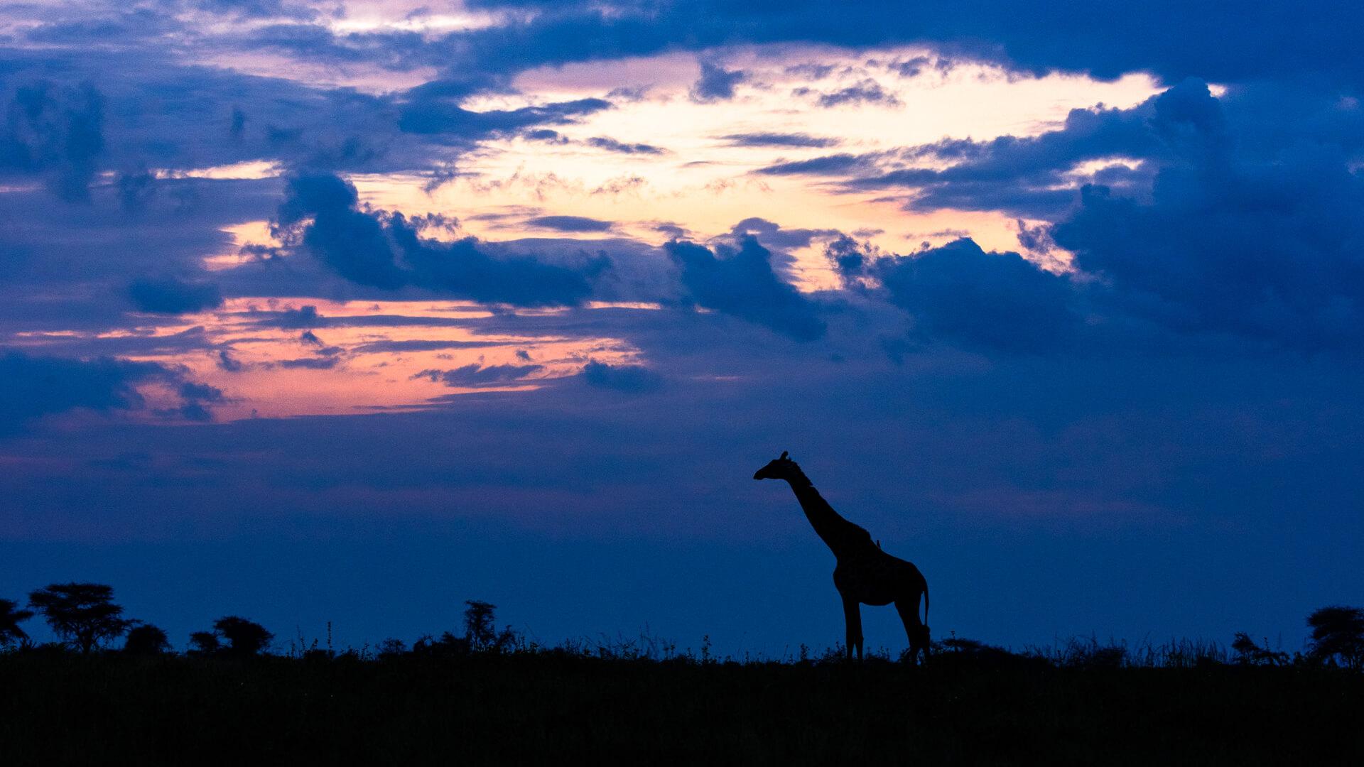 Best African Destinations for Night Safaris