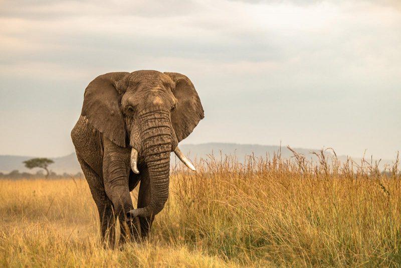 Editing and Showcasing Your Wildlife Safari Masterpieces