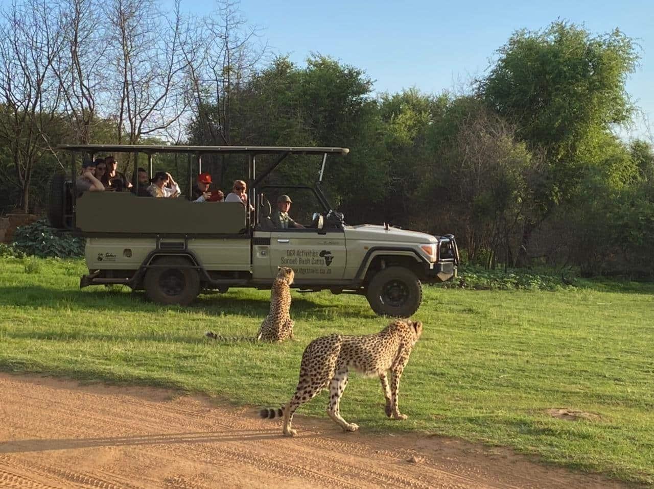 Heading 1: Sunrise Game Drive: Witnessing African Wildlife in its Natural Habitat Heading 2: Gourmet Bush Breakfast: Indulge in Culinary Delights amidst Nature Heading 3: Cultural Encounter: Connecting with Local Communities on Safari Heading 4: Sunset Safari: Capturing the Magic of the African Savanna