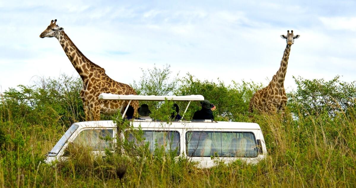 Top 10 Must-See Safari Destinations in Kenya and Tanzania