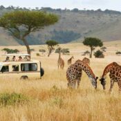 How to Choose the Right Safari Package for Your Budget