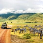 Cross-Border Safaris: How to Tour Kenya, Tanzania, and Uganda Seamlessly