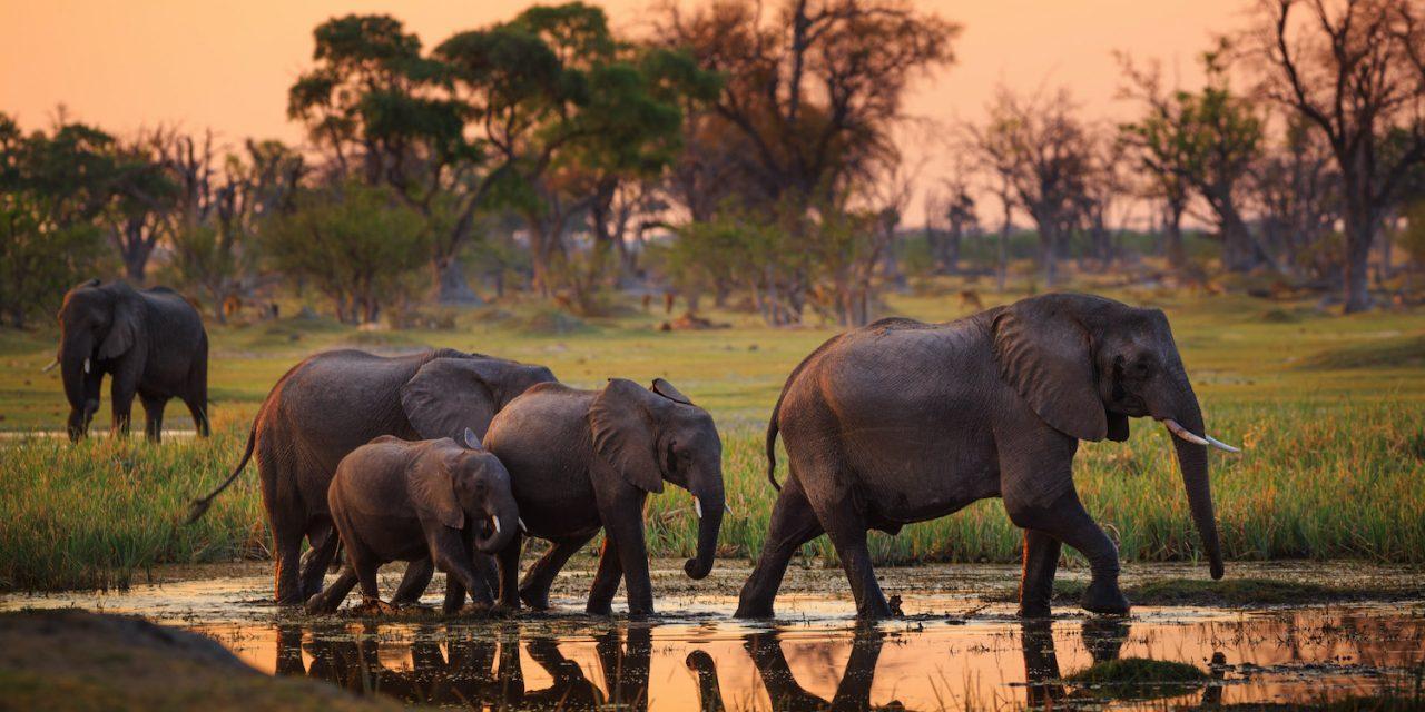 Capturing the Essence of African Wildlife: Composition and Framing Tips