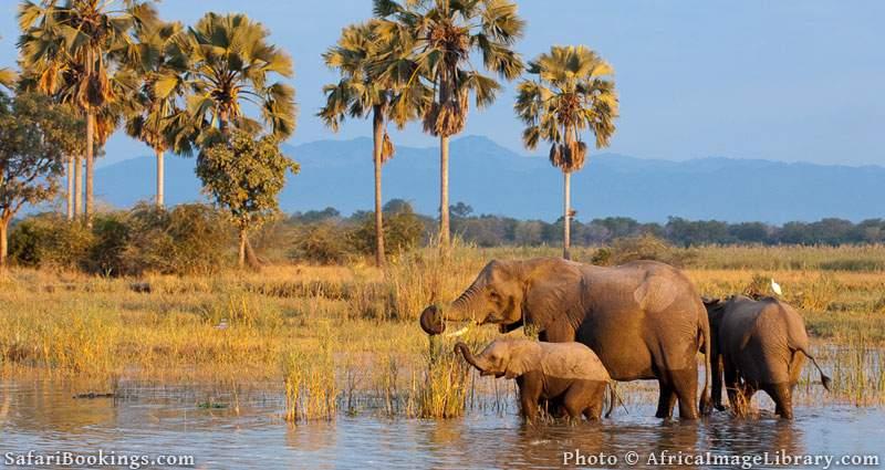 How to Photograph Wildlife on Safari: Tips for Beginners