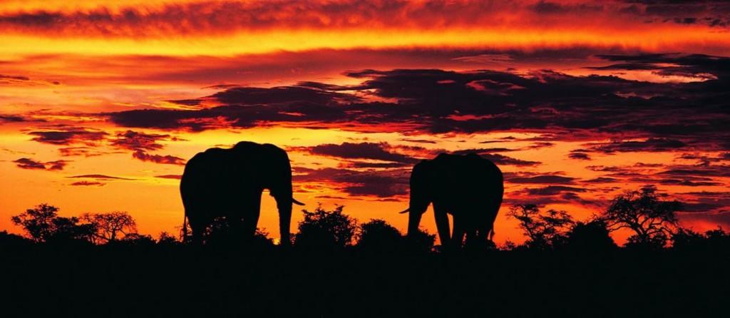 Night Safaris in Africa: A Different Kind of Wildlife Encounter