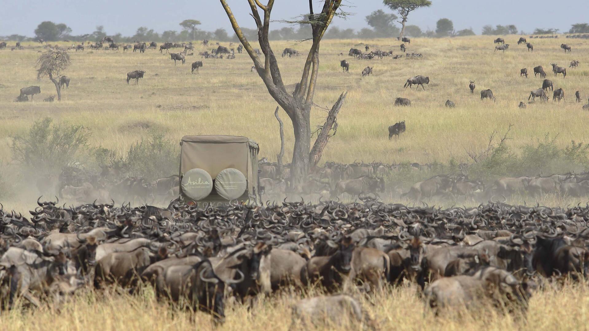 The Great Wildebeest Migration: A Natural Wonder You Can’t Miss