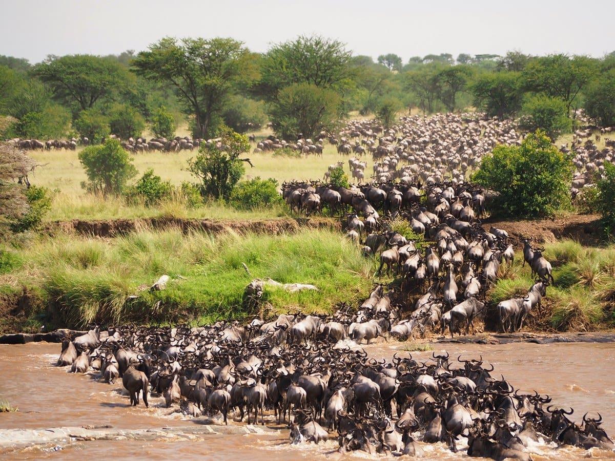 Heading 1: The Spectacle of Millions of Wildebeest Thundering Across the Serengeti