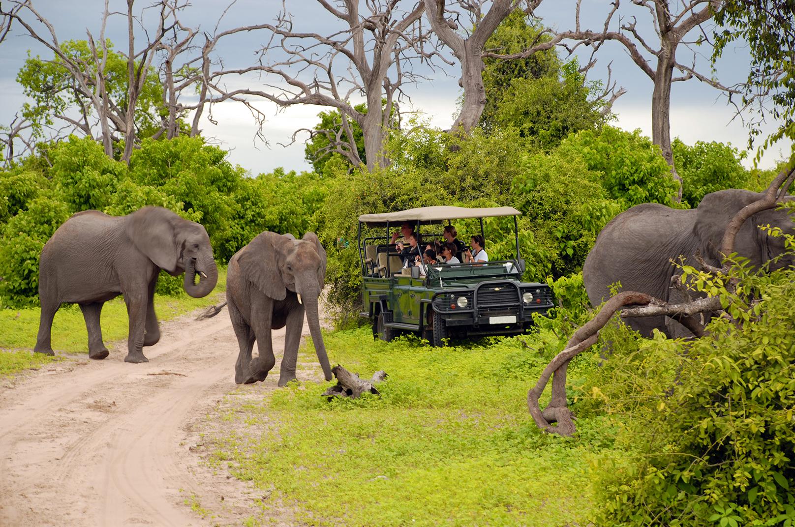 Heading 1: Thrilling Wildlife Encounters in their Natural Habitat