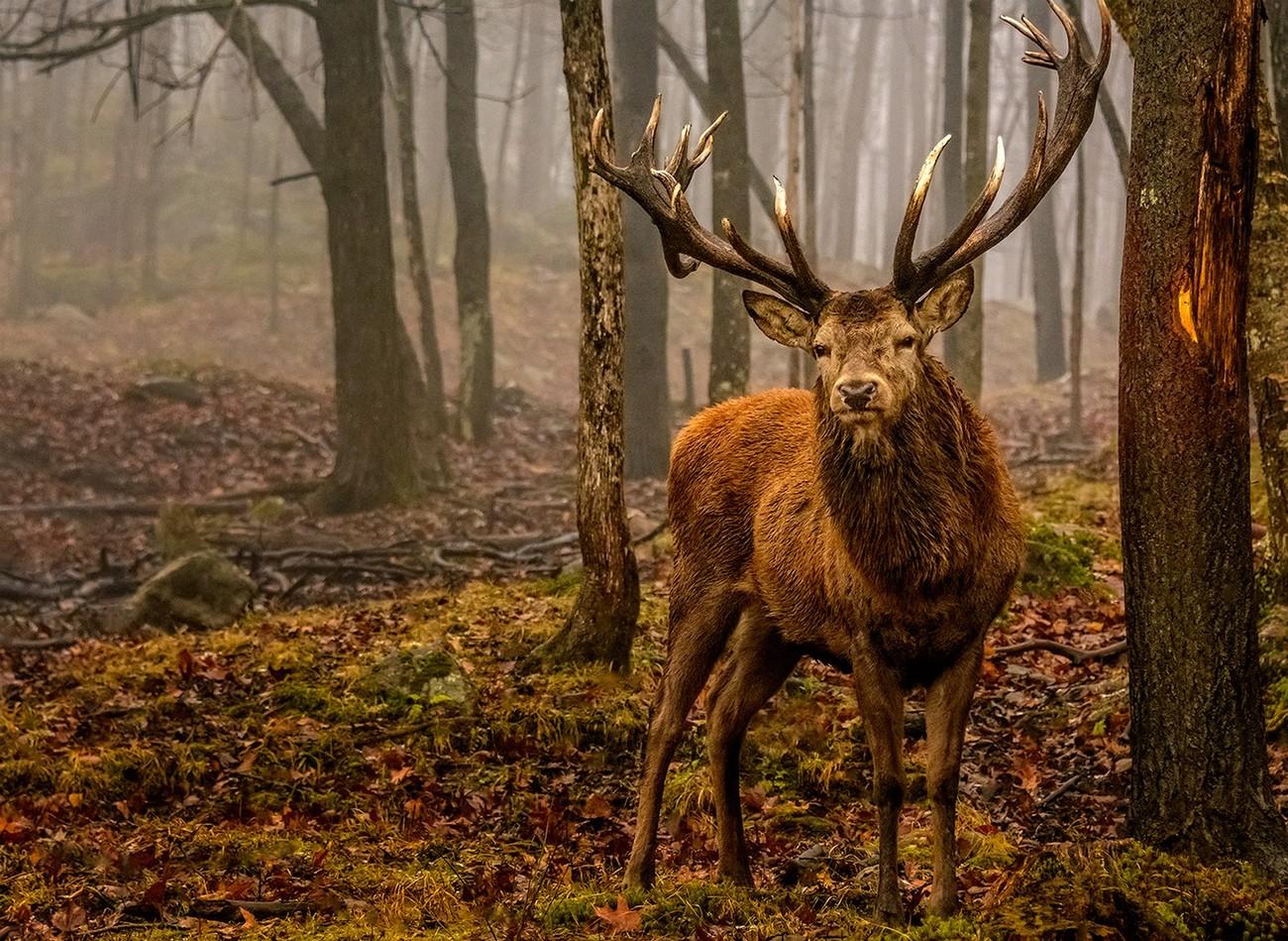 Mastering the Art of Patience and Observation in Wildlife Photography