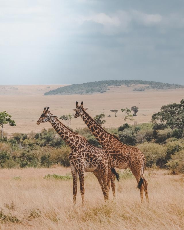 Carbon Footprint Reduction: Eco-Friendly Practices for Sustainable Travel