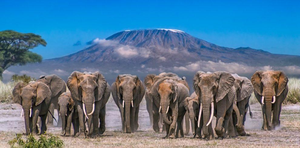 Encountering the Big Five in Amboseli National Park and Ngorongoro Crater