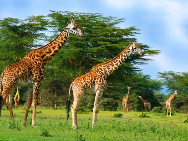 - Optimal Seasons for Wildlife Viewing in Kenya and Tanzania