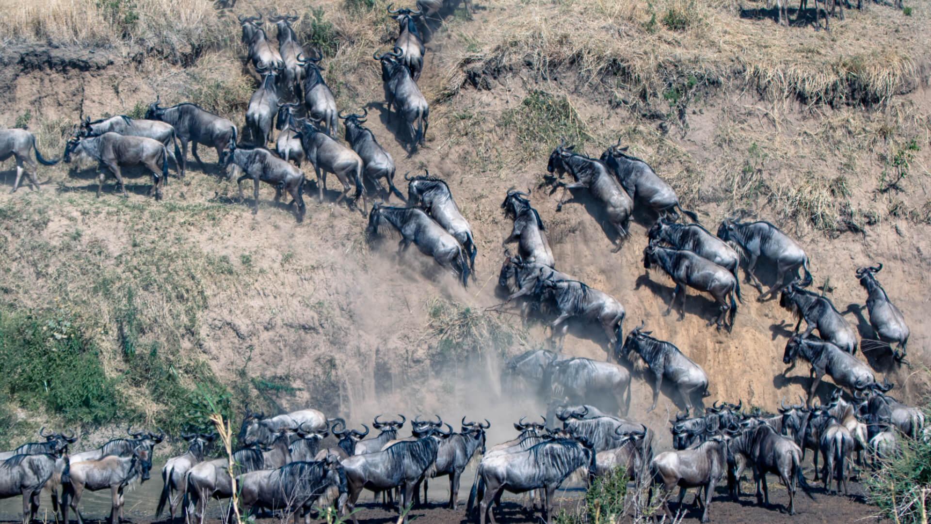 Heading 4: Conservation Efforts and Sustainable Tourism Practices During the Migration