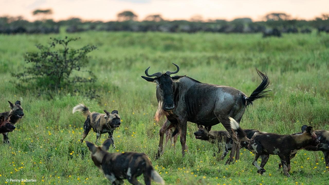 Heading 3: Tips for Photographing the Great Wildebeest Migration