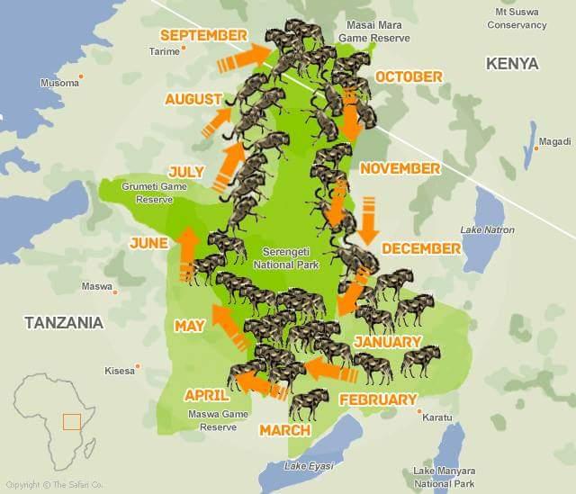 - Special Events and Migration Patterns: Enhancing Your Safari Experience
