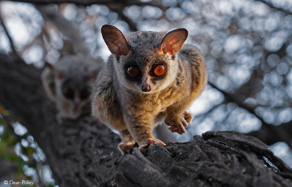 Exploring Nocturnal Wildlife Wonders